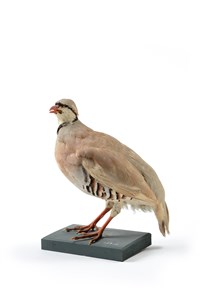 Image description is not available for 2007.2.10